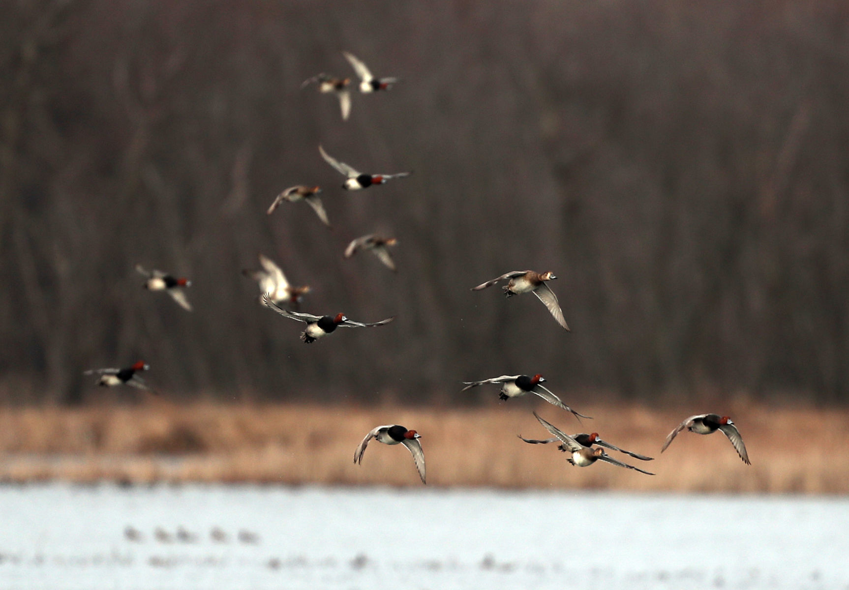 032120bp-wild-art-sweet-marsh-05
